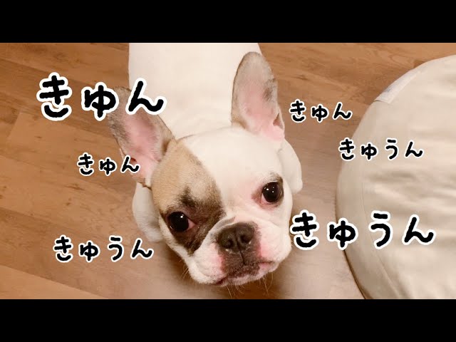 キュンキュン鳴きがすごい フレンチブルドッグ Youtube