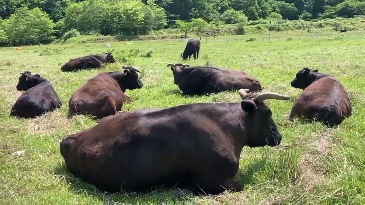 moomowgardenもーもーガーデン日記