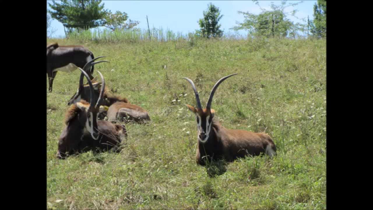 The Wilds - Cumberland Ohio - YouTube