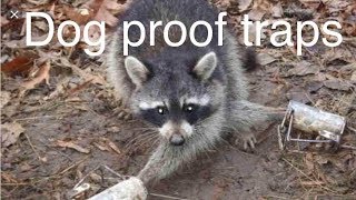 Raccoon get caught in a dp duke dog proof trap 