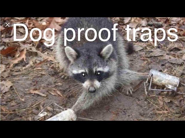 Duke Traps DP Coon Trap