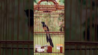 Story Kicau kicaumania katamutiara storywa muraibatu viral katakatabijak shorts murai