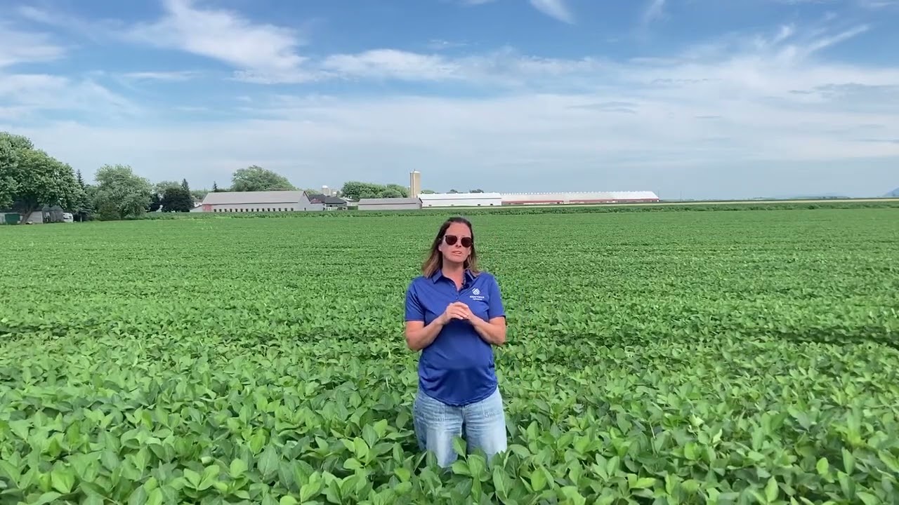 Comment adopter un nouveau système de culture du soya avec Chantal Veilleux