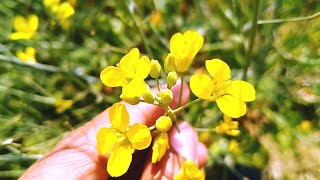 Beautiful Mustard Field in Bangladesh. Excellent Mustard flower.