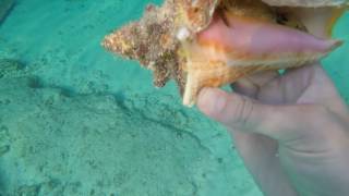 Conch shell in mexico free diving with gopro