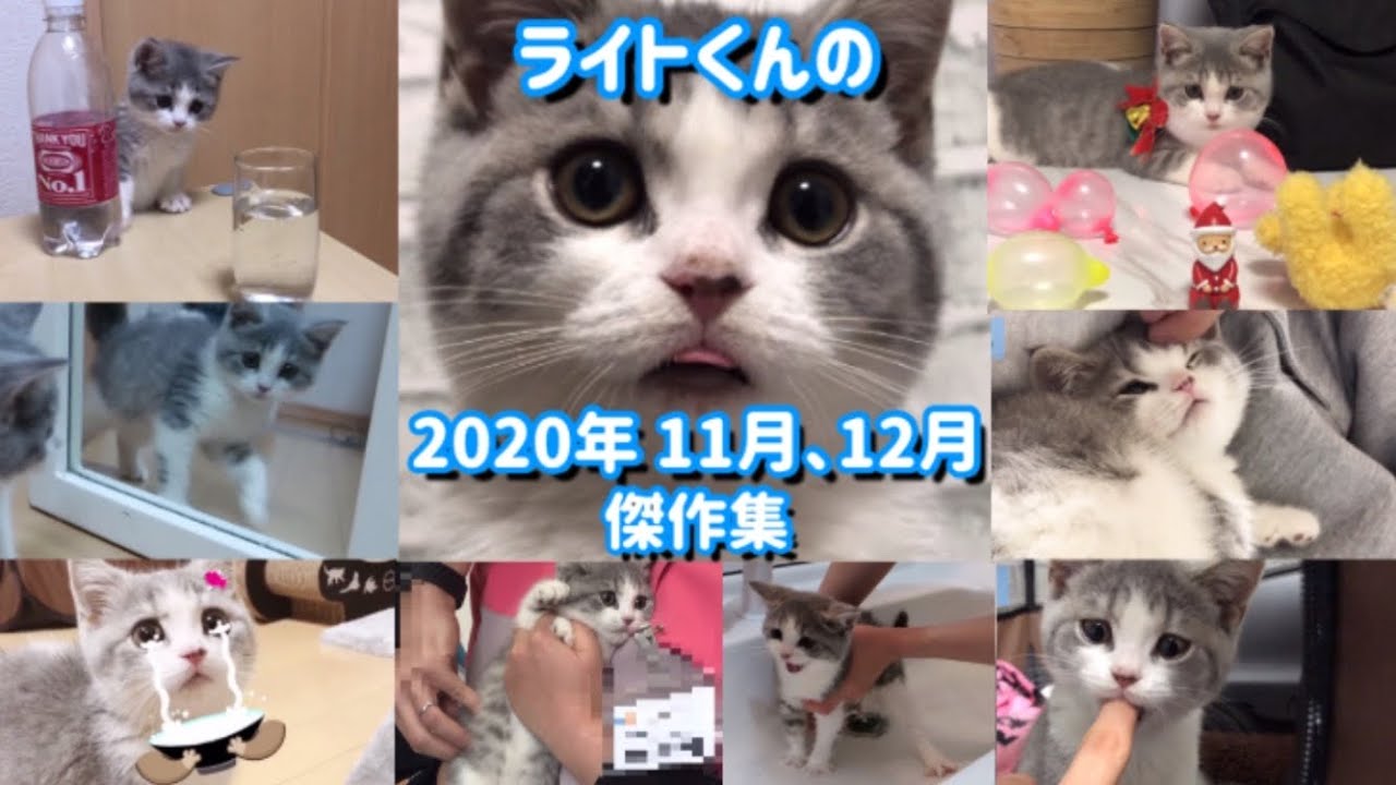 傑作集 子猫が家に来た年の動画を振り返る Youtube