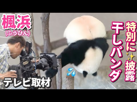 【パンダアイドル楓浜】早朝からTV取材ですか〜🐼チャームポイントはこの角度♡新ネタをおろします（爆笑）