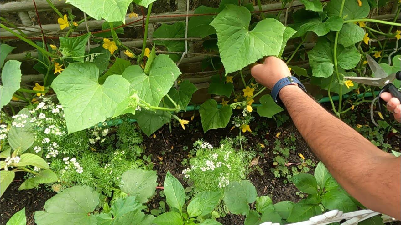 How To Prune Cucumber Plants for Maximum Yield ! YouTube
