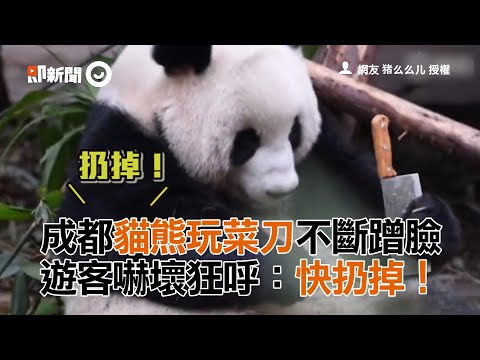 成都貓熊玩菜刀不斷蹭臉　遊客嚇壞狂呼：快扔掉！