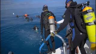 The Line Tender by Kate Allen book trailer