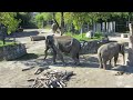 EEG Asiatischer Elefant Zoo Rapperswil, Schweiz, 22. September 2022. Bulle Thisiam mit Weibchen.