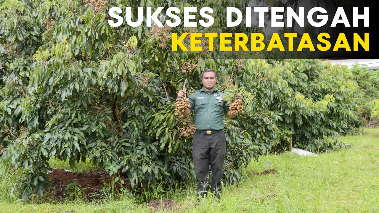 Kehilangan Kaki Akibat Ranjau, Kini Serda Mugiyanto Sukses Bertani Kelengkeng