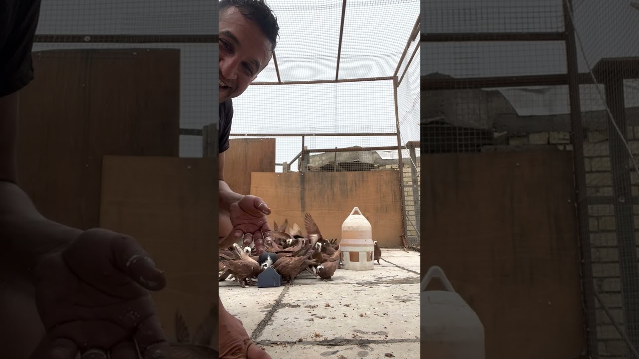 شرح مفصل اللبن و الكركم و الدبس