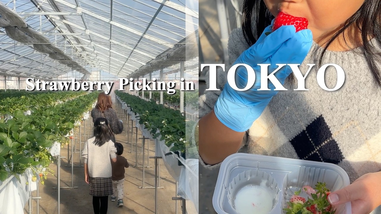 Strawberry Picking in Tokyo  🇯🇵 | strawberry picking and shopping in Kisarazu