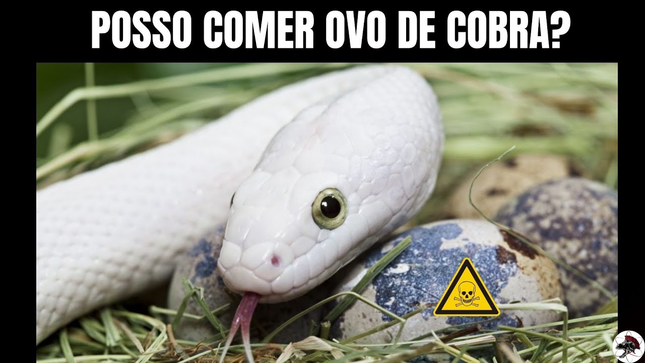 Posso comer Ovo de Cobra? | Biólogo Henrique o Biólogo das Cobras