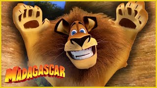 ¡Hora del espectáculo! | Recopilación de Alex | DreamWorks Madagascar en Español Latino