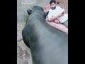 Eid ul Adha Animal 2021 || Buffalo Qurbani Video || #Shorts