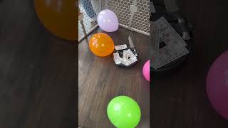 Roomba Balloon Battle 😱