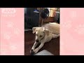 靴下大好き犬 激しく首振り 息を切らしながら全力でブンブン！ なぜ？ - テレビ朝日