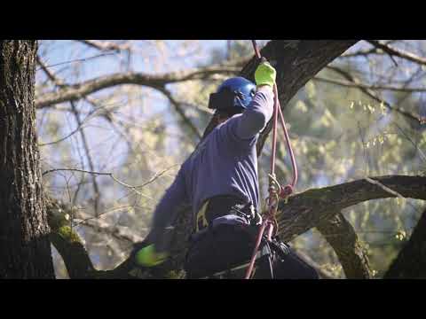 How to Prune a Tree to Remove Dead Wood - YouTube