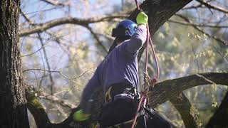 How to Prune a Tree to Remove Dead Wood