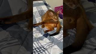 Only you #funny #abyssinian #cat