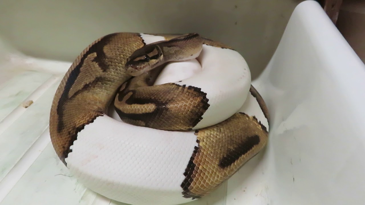 rat snakes in alabama Nice Way To Finish Off The 2018 Season