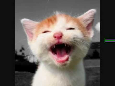 Image result for laughing cat