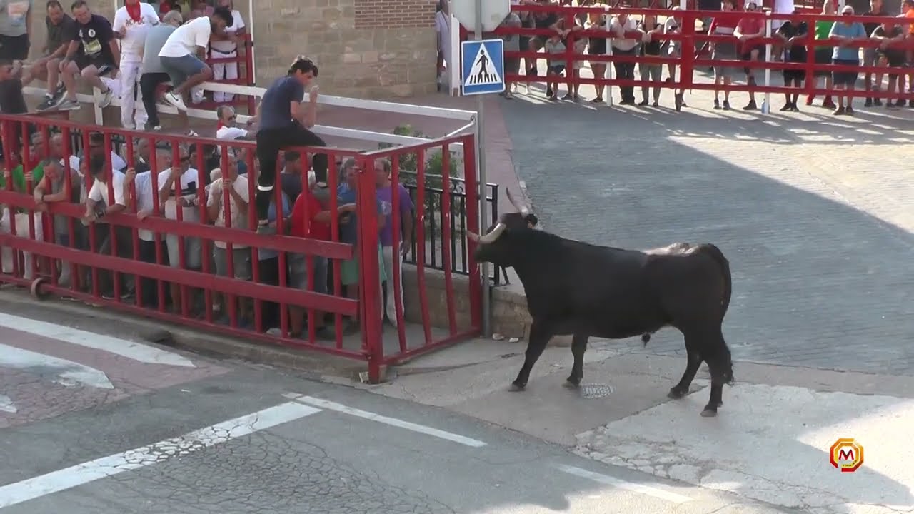 Tv Santacara - 16/08/2022 - Fiestas - Encierro Ganadería Adrián Domínguez.