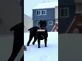 Le chien de garde ultime ?