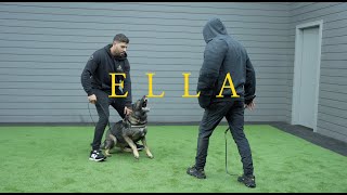 Ella the German Shepherd   Family protection Dog