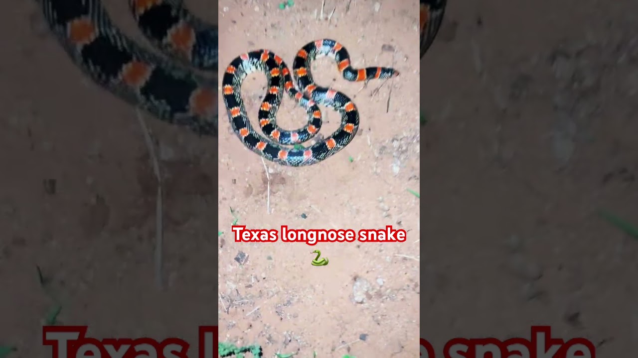 Texas longnose snake🐍 