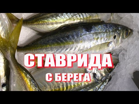 Ставрида средиземноморская. Как ловить на бомбарду.