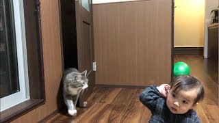 人の行動を真似る甘えん坊猫ノルウェージャンフォレストキャット Spoiled cat.Norwegian Forest Cat.