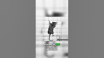 Extinct Animals: Amazing Rediscoveries That Shocked The World! #animals #biology #extinction