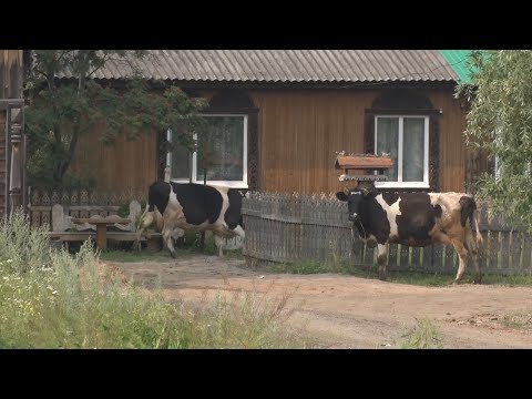 Видео: Бесклеточное ДНК-профилирование метастатического рака предстательной железы выявляет микросателлитную нестабильность, структурные перестройки и клональный гемопоэз