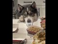 This Husky Is Living Like A King #shorts