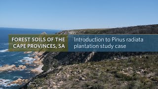 Introduction to Pinus radiata plantation study case