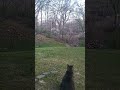 my cats watching raccoons fight lol