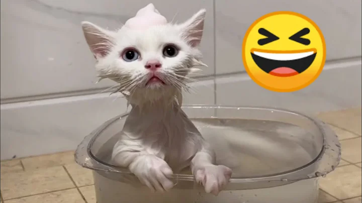 Video 5574611: baby cutest cats dogs, cutest cats dogs funny, cats dogs cutest animals, cat cute dog animals, bath