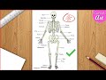 Skeletal System Diagram Drawing CBSE Easy Way Draw Human Anatomy Step By Step For Beginners 