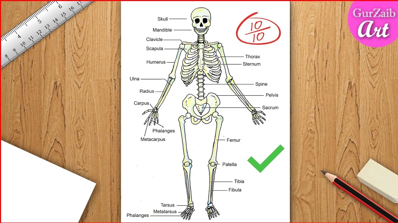 How to draw Human Skeleton diagram drawing step by step l Labeled diagram  drawing of Human Skeleton - YouTube