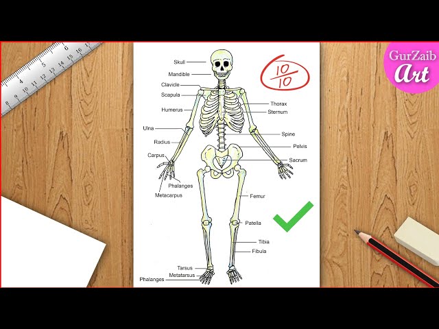 25,100+ Human Skeleton Drawing Stock Photos, Pictures & Royalty-Free Images  - iStock | Skeleton illustration, Human body, Anatomy