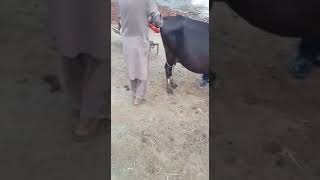 Friesian gaye ko beej rakha! how to artificial breeding cow