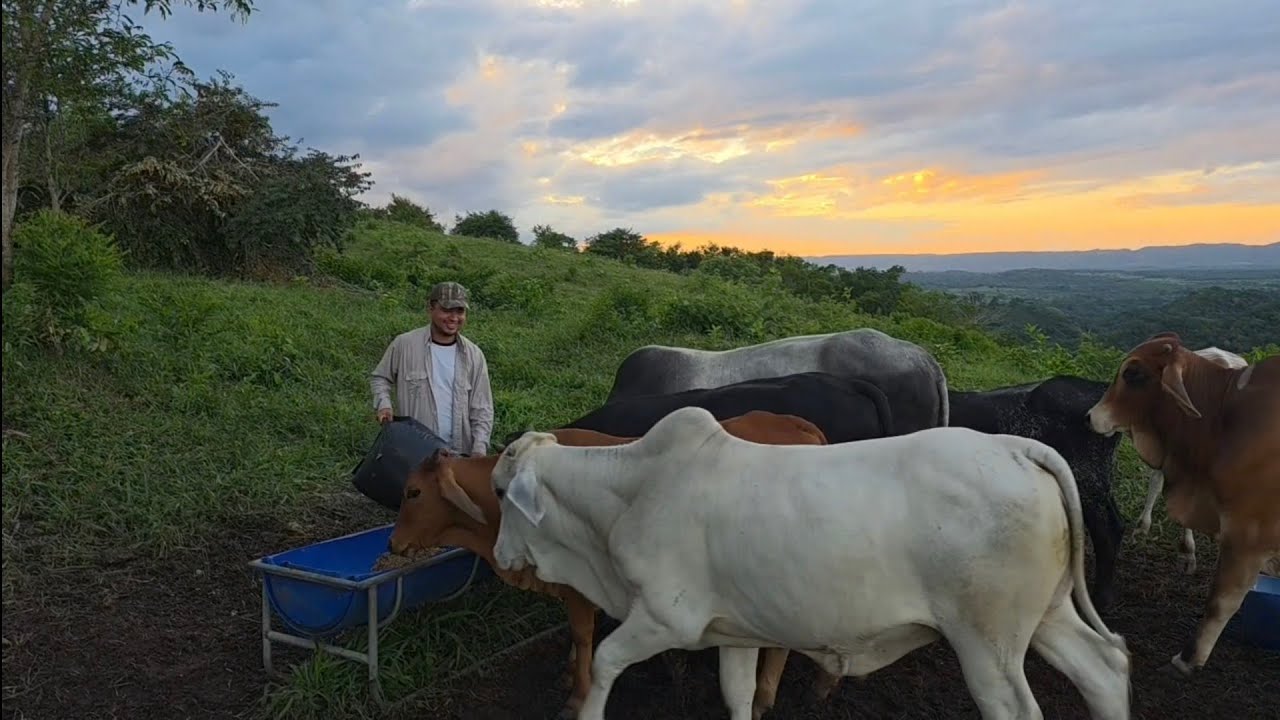 A mis Becerros del Engorde les Encanta esta comida.