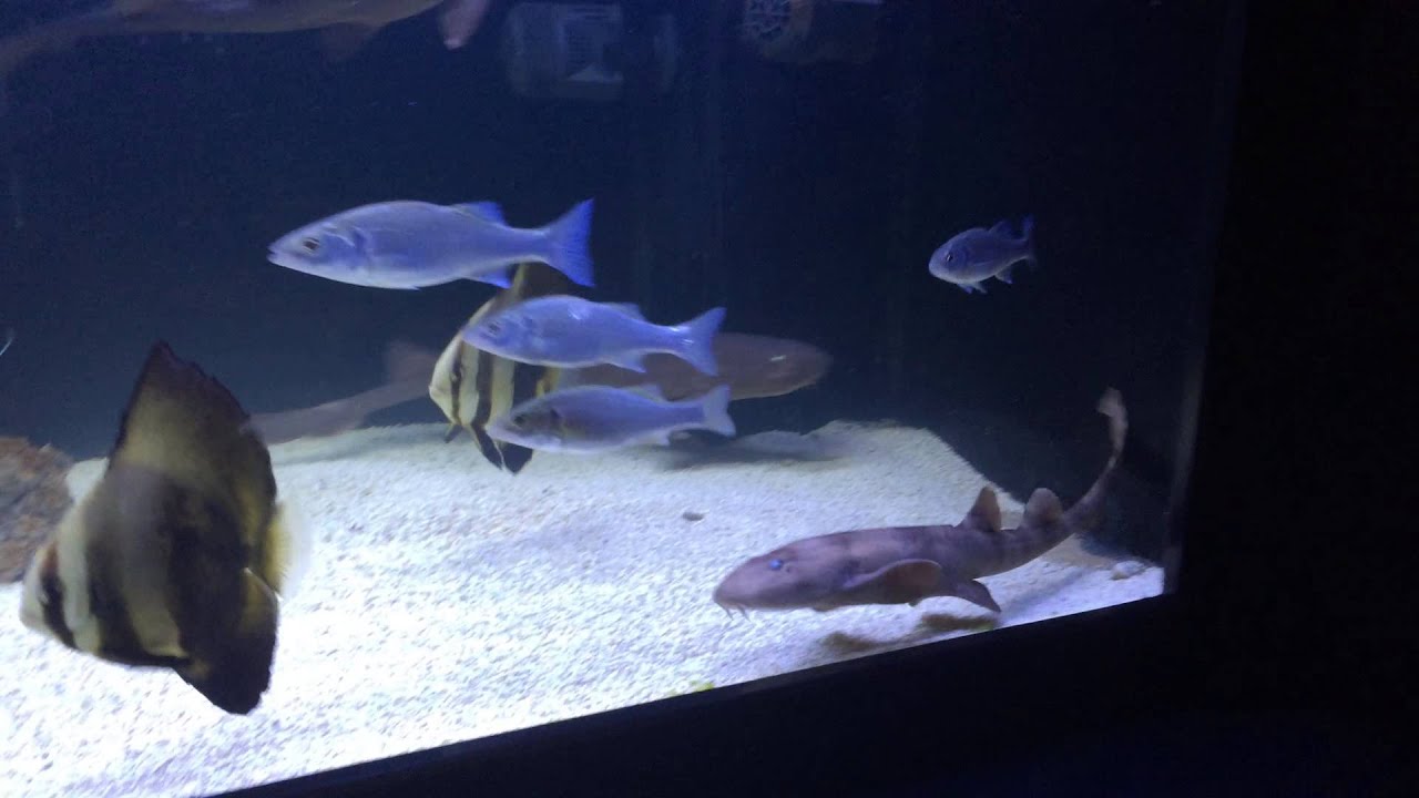 Bamboo sharks YouTube