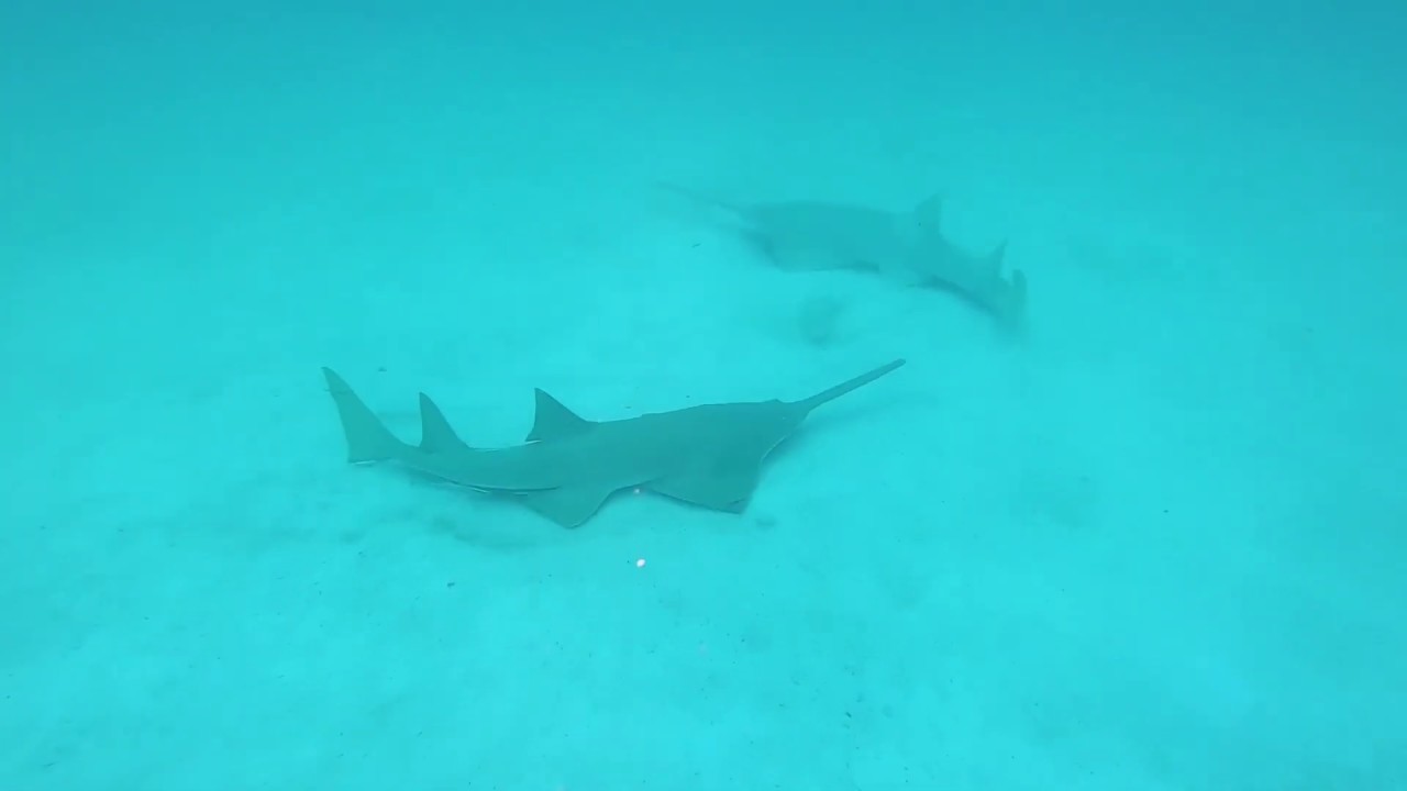 Rare Smalltooth Sawfish Dive | The Eagle - Islamorada, Florida
