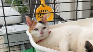グリさんふぁーいにやってきました