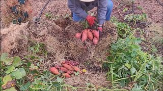 Harvesting Sweet Potatoes From A Straw Bale - Most Came From 2 Slips