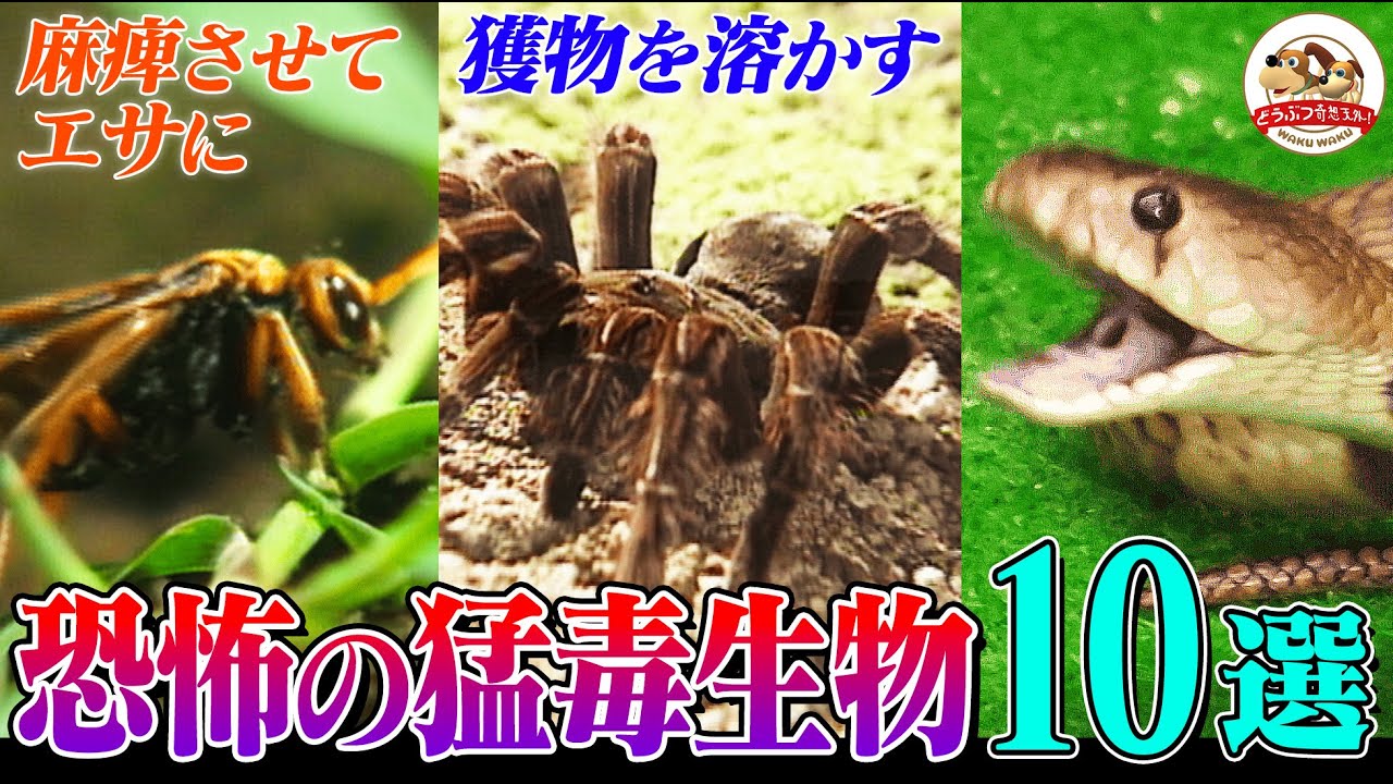 【超危険】体を溶かす巨大グモ、毒槍を放つ貝、そして最恐グンタイアリ！取材班が撮影した世界の猛毒生物10選【どうぶつ奇想天外／WAKUWAKU】